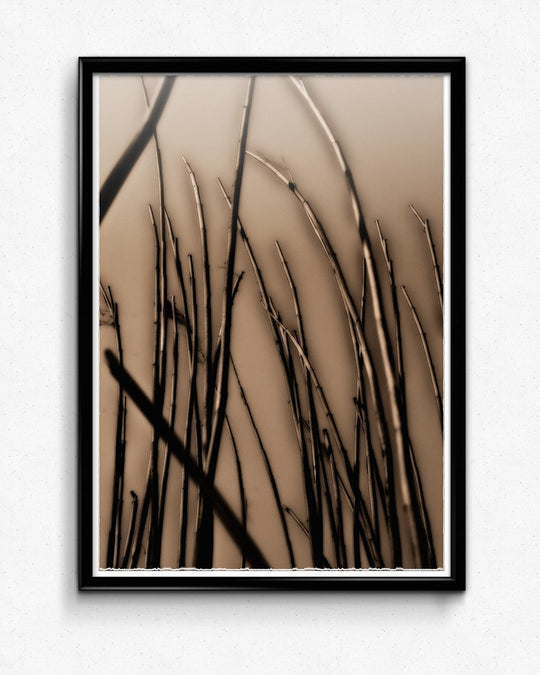 Dusk Bay Reeds