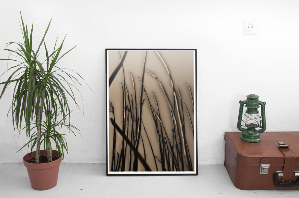Dusk Bay Reeds